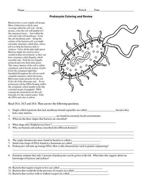 eukaryotes vs prokaryotes coloring worksheet answers